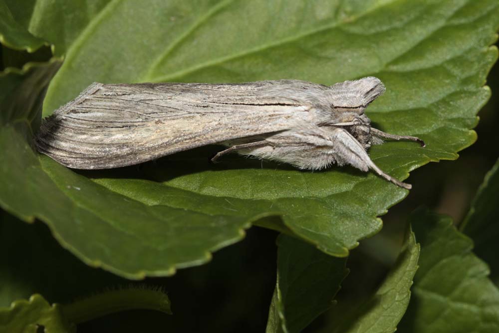 L'Ombrageuse (Cucullia umbratica)