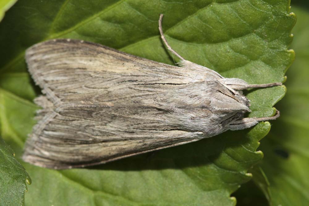 L'Ombrageuse (Cucullia umbratica)