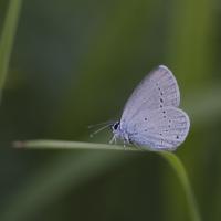 Argus frêle (Cupido minimus)