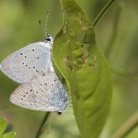 Argus frêle (Cupido minimus)