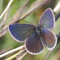 Argus frêle (Cupido minimus)