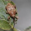 Balanin des glands (Curculio glandium)
