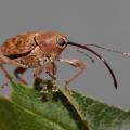 Balanin des glands (Curculio glandium)