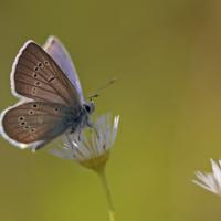Le Demi argus (Cyaniris semiargus)
