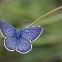 Le Demi argus (Cyaniris semiargus)