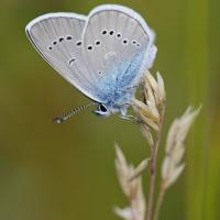 Le Demi argus (Cyaniris semiargus)