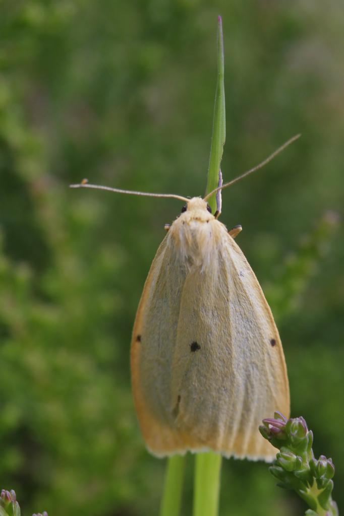 L'Eborine (Cybosia mesomella)