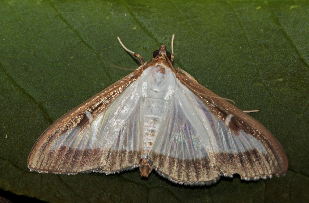 La Pyrale du buis (Cydalima perspectalis)