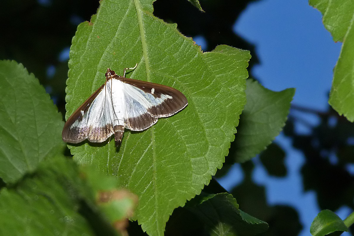 La Pyrale du buis (Cydalima perspectalis)