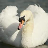Cygne  tuberculé (Cygnus olor)