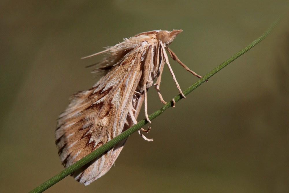L'Odontie dentelée  (Cynaeda dentalis)