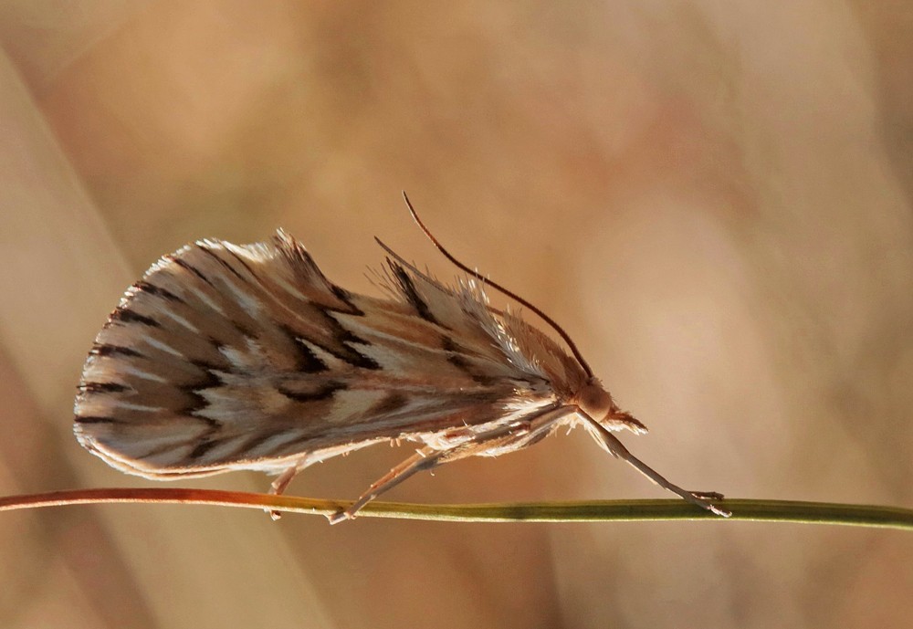 L'Odontie dentelée  (Cynaeda dentalis)