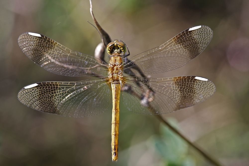 Sympetrum du piémont (Sympetrum pedemontanum) femelle.