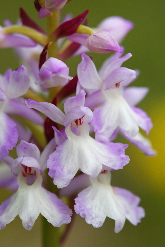 Orchis tacheté (Dactylorhiza maculata)