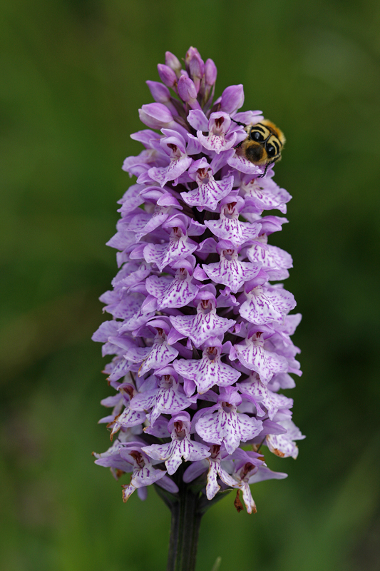 Orchis tacheté (Dactylorhiza maculata)