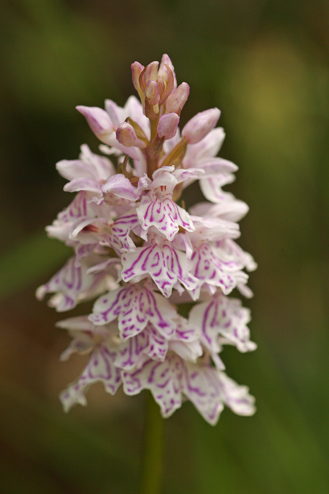 Orchis tacheté (Dactylorhiza maculata)