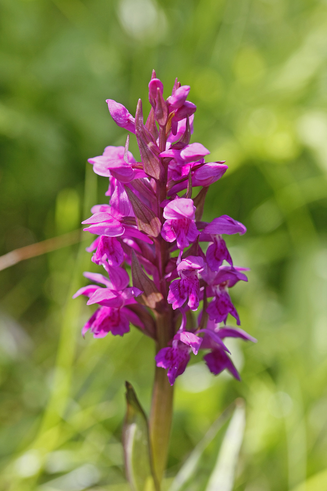 Orchis à larges feuilles (Dactylorhiza majalis)