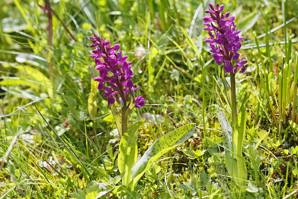 Orchis à larges feuilles (Dactylorhiza majalis)