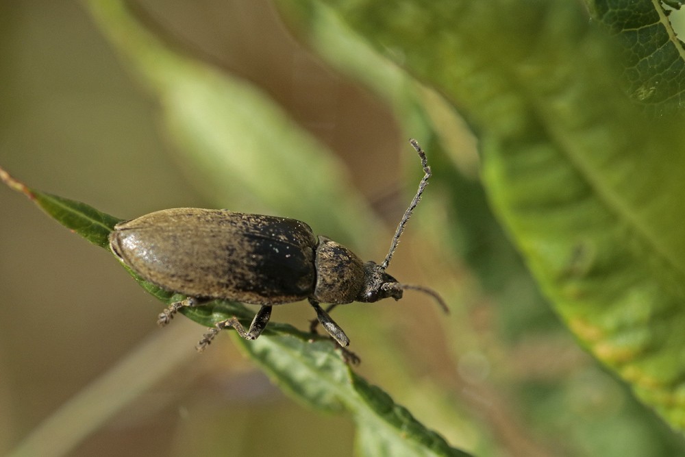 Dascile de Koch (Dascillus cervinus)