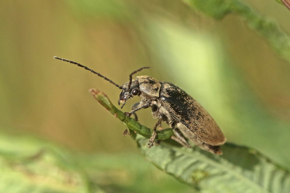 Dascille de Koch (Dascillus cervinus)