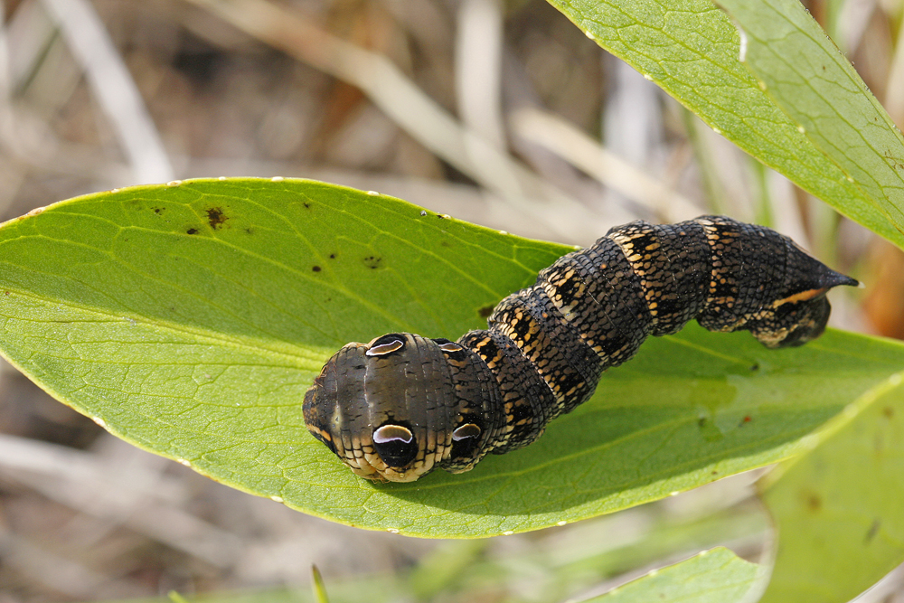 Sphinx de la vigne grand (Deilephila elpenor)