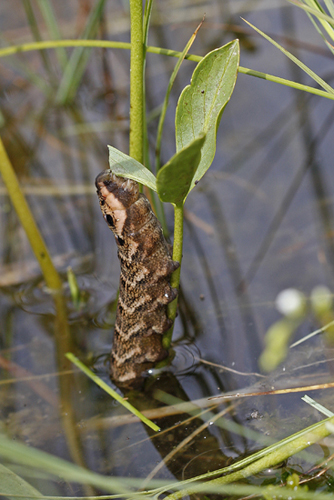 Sphinx de la vigne grand (Deilephila elpenor)