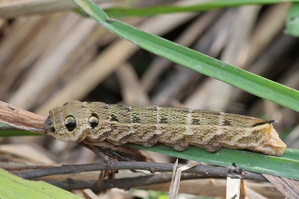 Sphinx de la vigne grand (Deilephila elpenor)