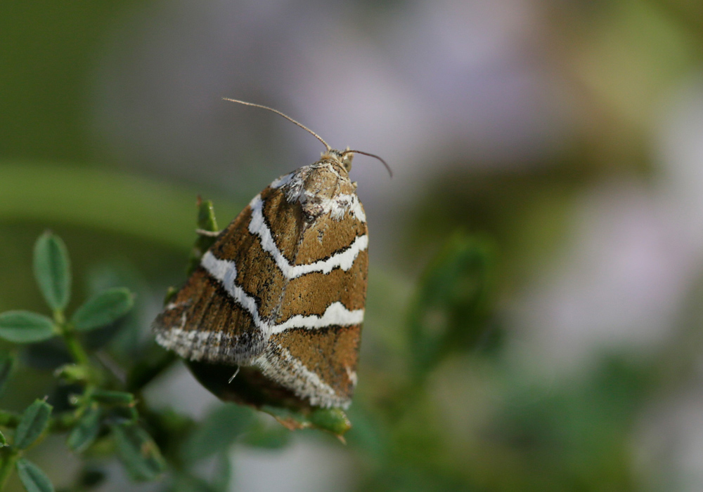 La Noctuelle argentule (Deltote bankiana)