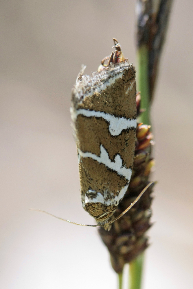 La Noctuelle argentule (Deltote bankiana)