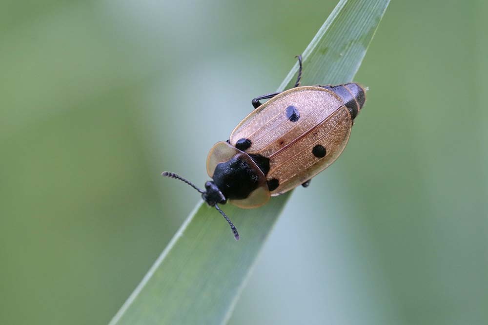 Silphe à 4 points (Dendroxena quadrimaculata)