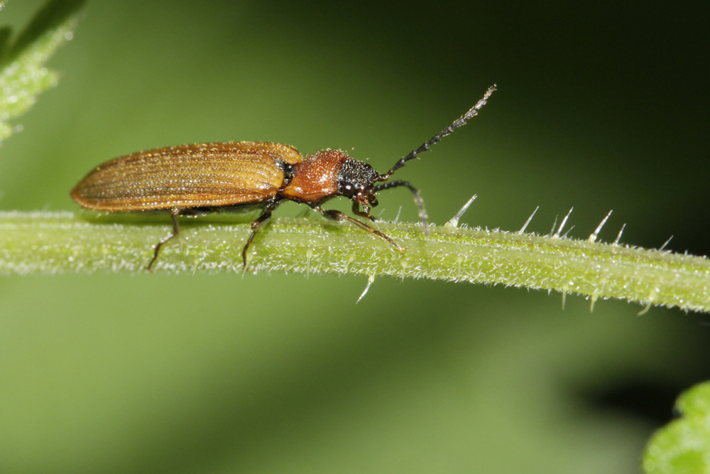 Taupin  (Denticolis linearis)