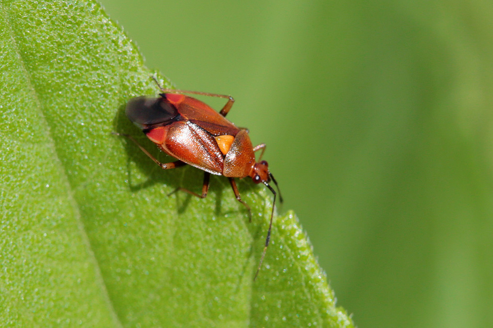 Deraeocoris ruber