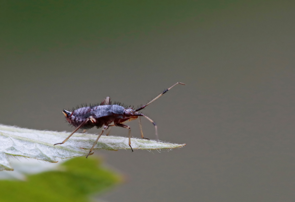 Dereacoris ruber jeune larve