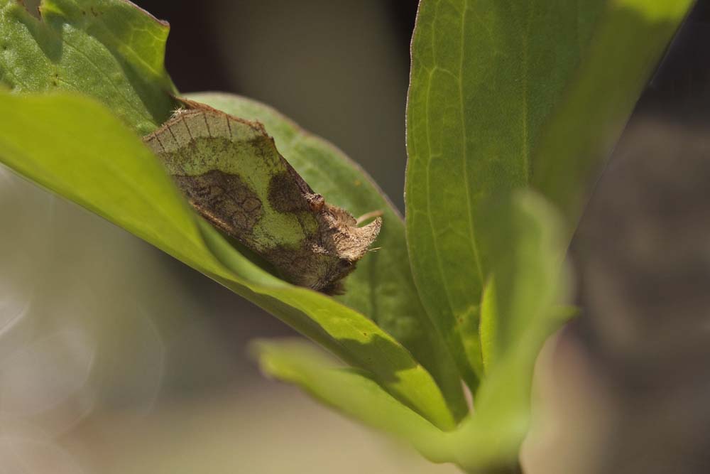 Le Vert doré (Diachrysia chrysitis)