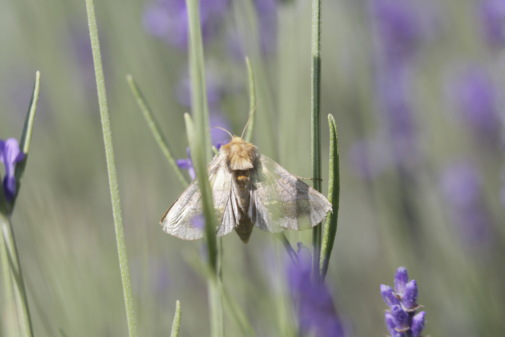 Le Vert doré (Diachrysia chrysitis)