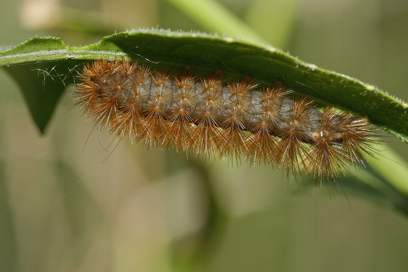 L' Ecaille mendiante (Diaphora mendica)
