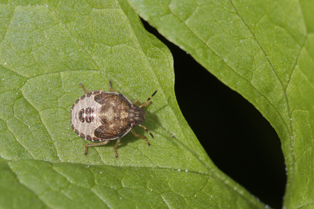 Punaise des baies (Dolychoris baccarum)  jeune