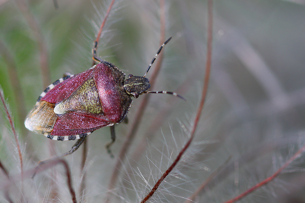 Punaise des baies (Dolychoris baccarum)