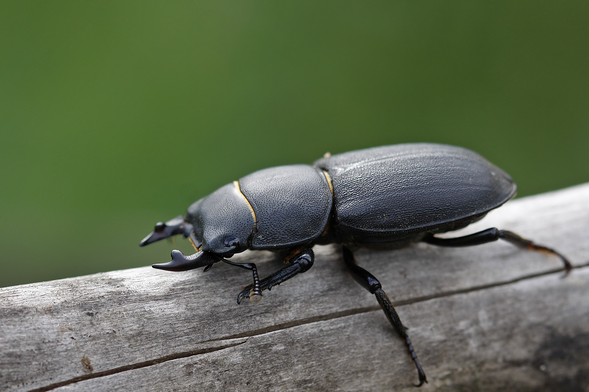 Petite biche (Dorcus parallelipipedus)