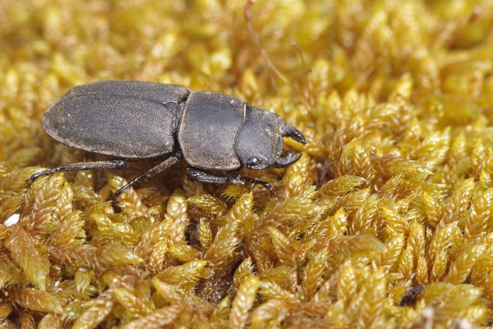 Petite biche (Dorcus parallelipipedus)