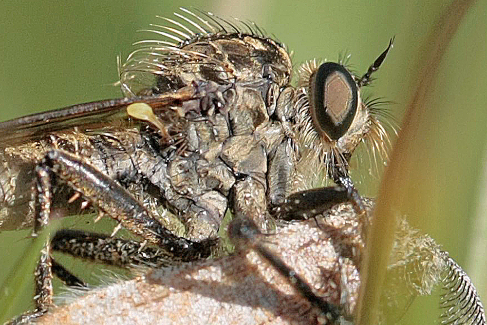 Asile (Dysmachus fuscipennis)