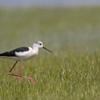 Echasse blanche  (Himantopus himantopus)