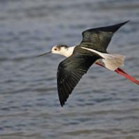 Echasse blanche  (Himantopus himantopus)