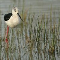 Echasse blanche  (Himantopus himantopus)