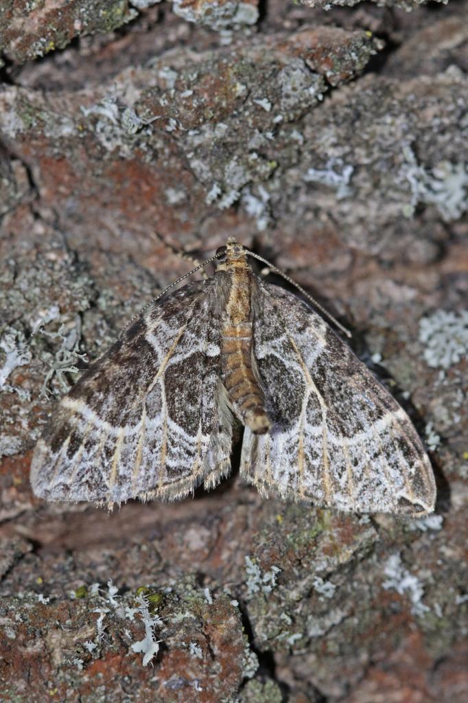 La Cidarie ochracée (Ecliptopera silaceata)