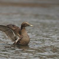 Eider à duvet femelle (Somateria mollissima)