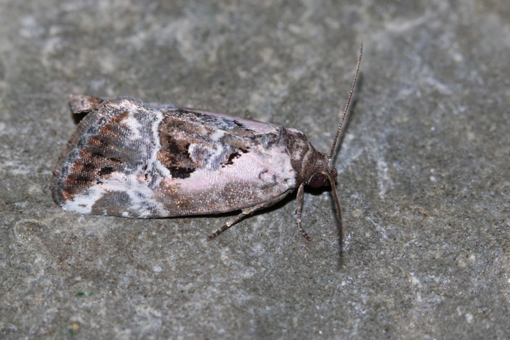 La Noctuelle gracieuse (Elaphria venustula)