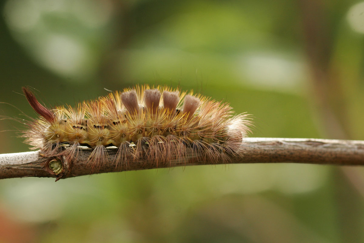 L' Orgie pudibonde (Calliteara pudibonda)