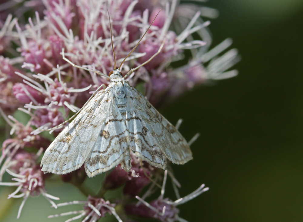 L'Hydrocampe du potamot (Elophila nymphaeata)