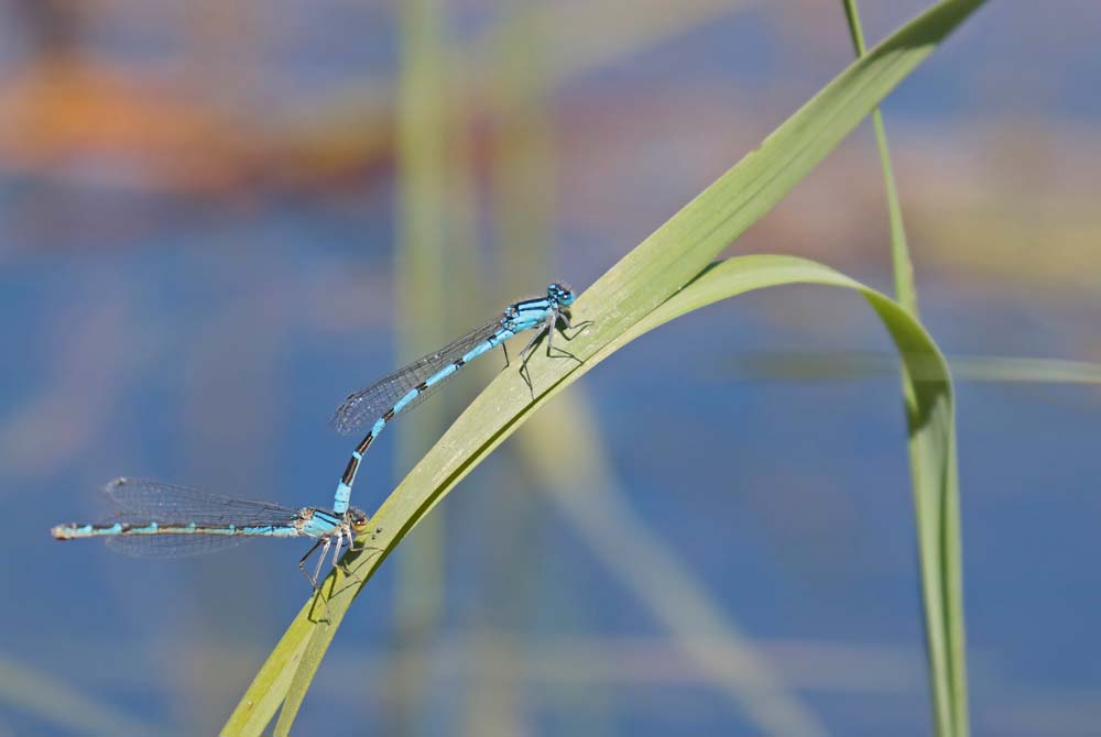 Agrion porte coupe ou Porte coupe holarctique (Enallagma cyathigerum) couple